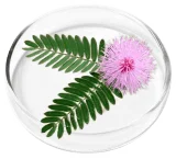 Mimosa Pudica