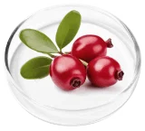 Bearberry