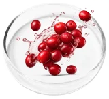 Cranberry Extract