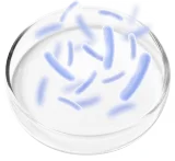 Probiotic Blend